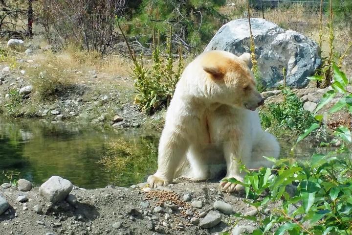 a polar bear sitting on a rock