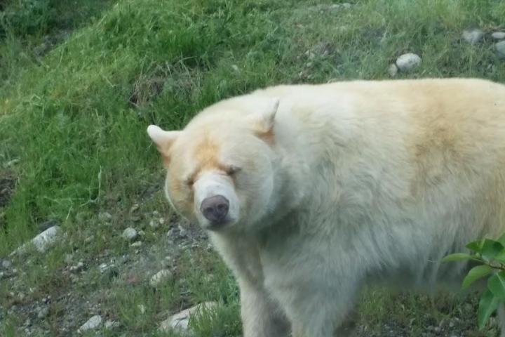 a polar bear walking across a grass covered field