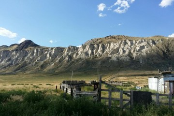 a herd of cattle standing on top of a mountain