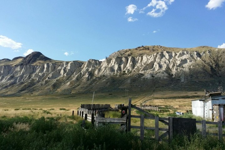 a herd of cattle standing on top of a mountain